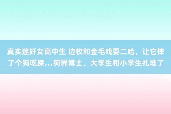 真实迷奸女高中生 边牧和金毛戏耍二哈，让它摔了个狗吃屎…狗界博士、大学生和小学生扎堆了